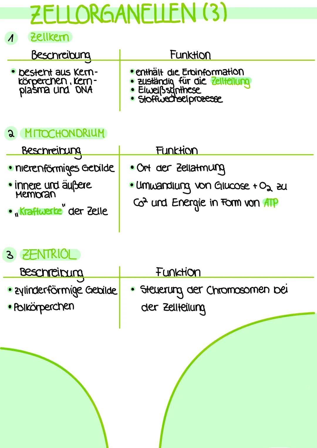 # DEFINITIONEN
ANATOMIE
- Lehre vom Bau des menschlichen Körpers
- beschäftigt sich mit der Lage, Größe, Form und Struktur der einzelnen
Be