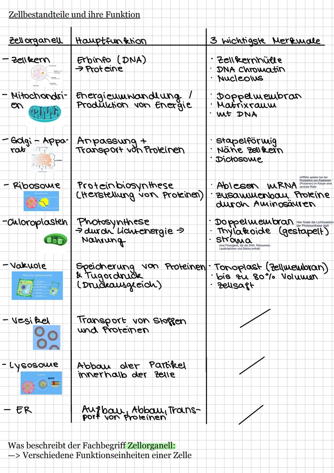 FD
Biologie, E-Phase
Transparenzpapier Biologie Klausur 1 - E-Phase
Relevante Klausurthemen
o Kennzeichen des Lebendigen
o Organisationsstuf