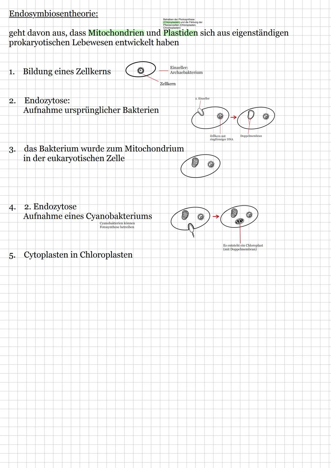 FD
Biologie, E-Phase
Transparenzpapier Biologie Klausur 1 - E-Phase
Relevante Klausurthemen
o Kennzeichen des Lebendigen
o Organisationsstuf