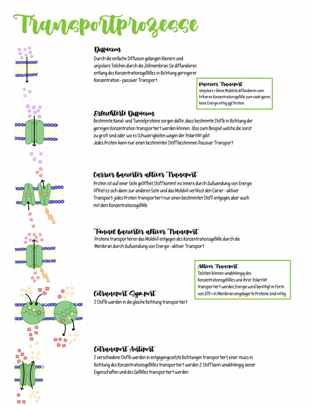 # Transportprozesse
## Diffusion
Durch die einfache Diffusion gelangen kleinere und
unpolare Teilchen durch die Zellmembran Sie diffundiere