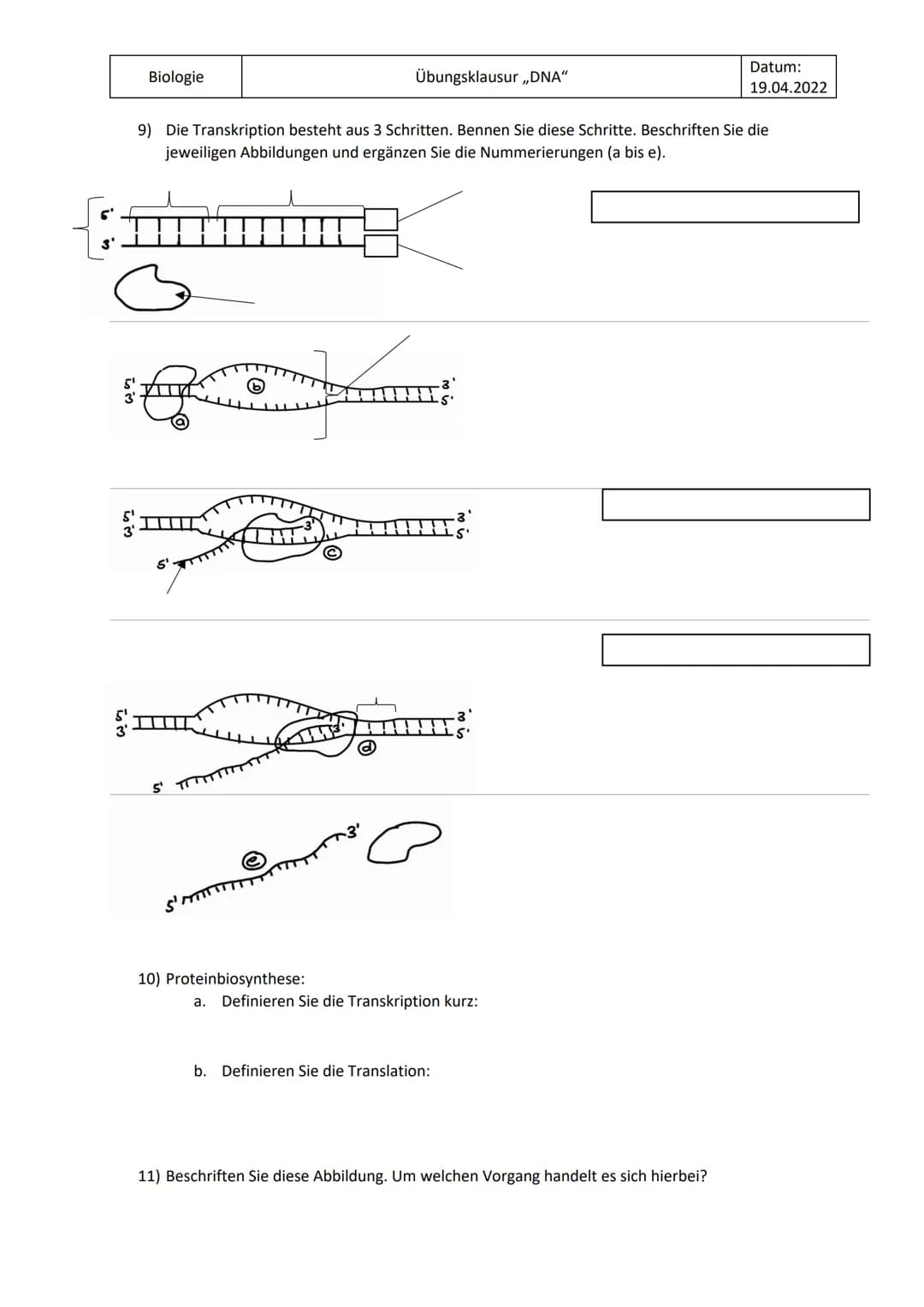 Biologie
Übungsklausur „DNA"
Datum:
19.04.2022
1) Zeichnen Sie die komplementären Basenpaare.
2) Beschriften Sie diese Abbildung der DNA