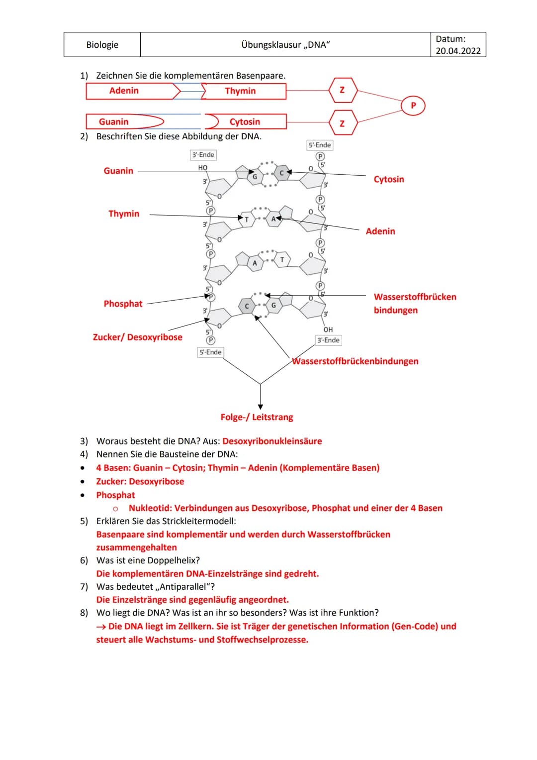Biologie
Übungsklausur „DNA"
Datum:
19.04.2022
1) Zeichnen Sie die komplementären Basenpaare.
2) Beschriften Sie diese Abbildung der DNA