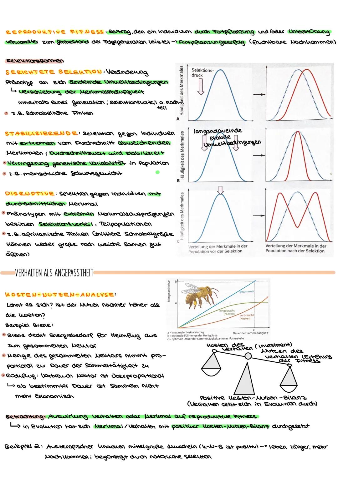 EVOLUTION:alle Prozesse, die zur Entstehung des Lebens in seiner heutigen Form und Vielfalt gefütert haben
L>Änderung der Allelhäufigkeit im