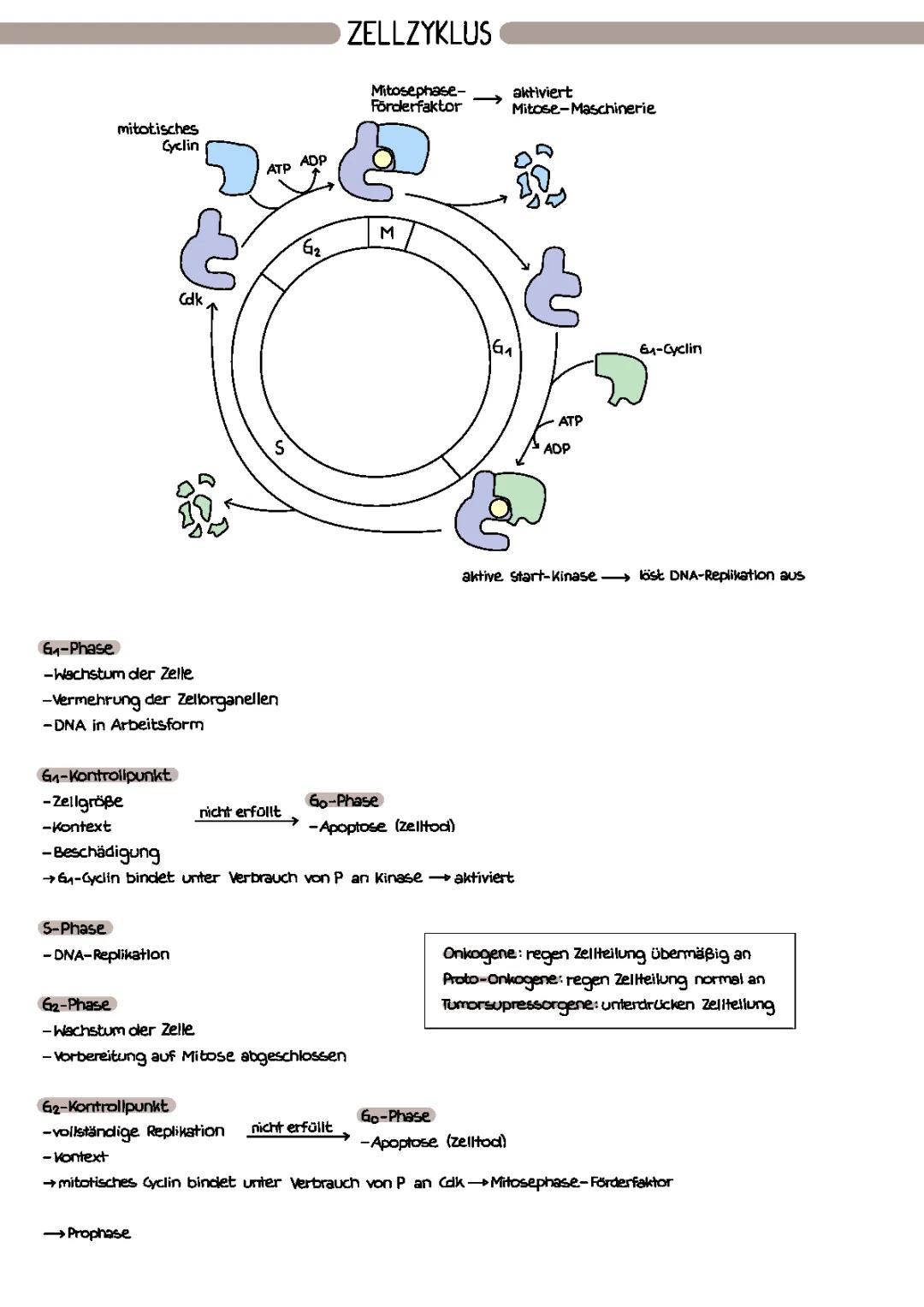 Zellzyklus, Meiose & Mitose