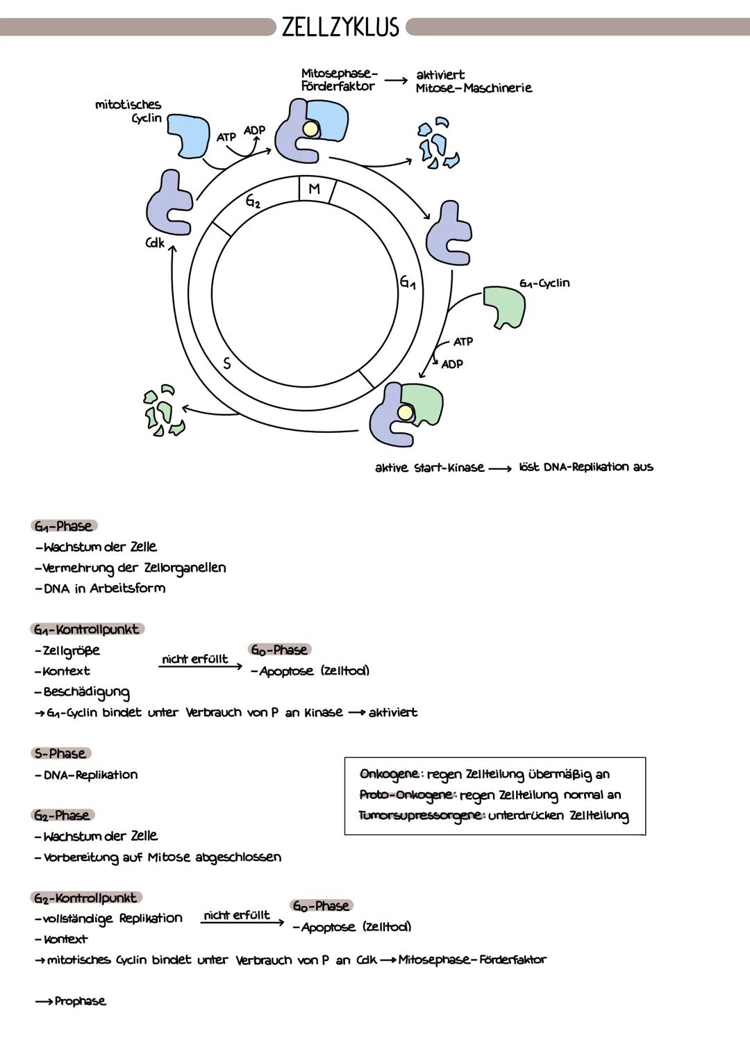 mitotisches
Cyclin
G₁-Phase
-Wachstum der Zelle
G₁-Kontrollpunkt
-Zellgröße
-Kontext
S-Phase
Cdk
-Vermehrung der Zellorganellen
-DNA in Arbe