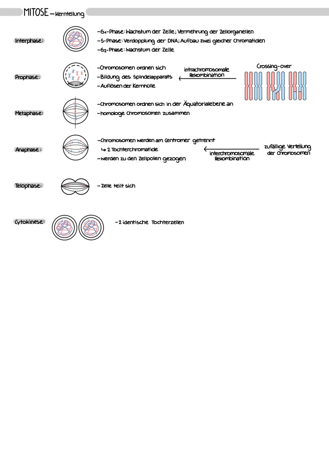 mitotisches
Cyclin
G₁-Phase
-Wachstum der Zelle
G₁-Kontrollpunkt
-Zellgröße
-Kontext
S-Phase
Cdk
-Vermehrung der Zellorganellen
-DNA in Arbe