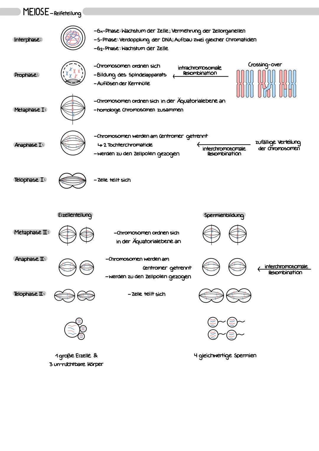 mitotisches
Cyclin
G₁-Phase
-Wachstum der Zelle
G₁-Kontrollpunkt
-Zellgröße
-Kontext
S-Phase
Cdk
-Vermehrung der Zellorganellen
-DNA in Arbe