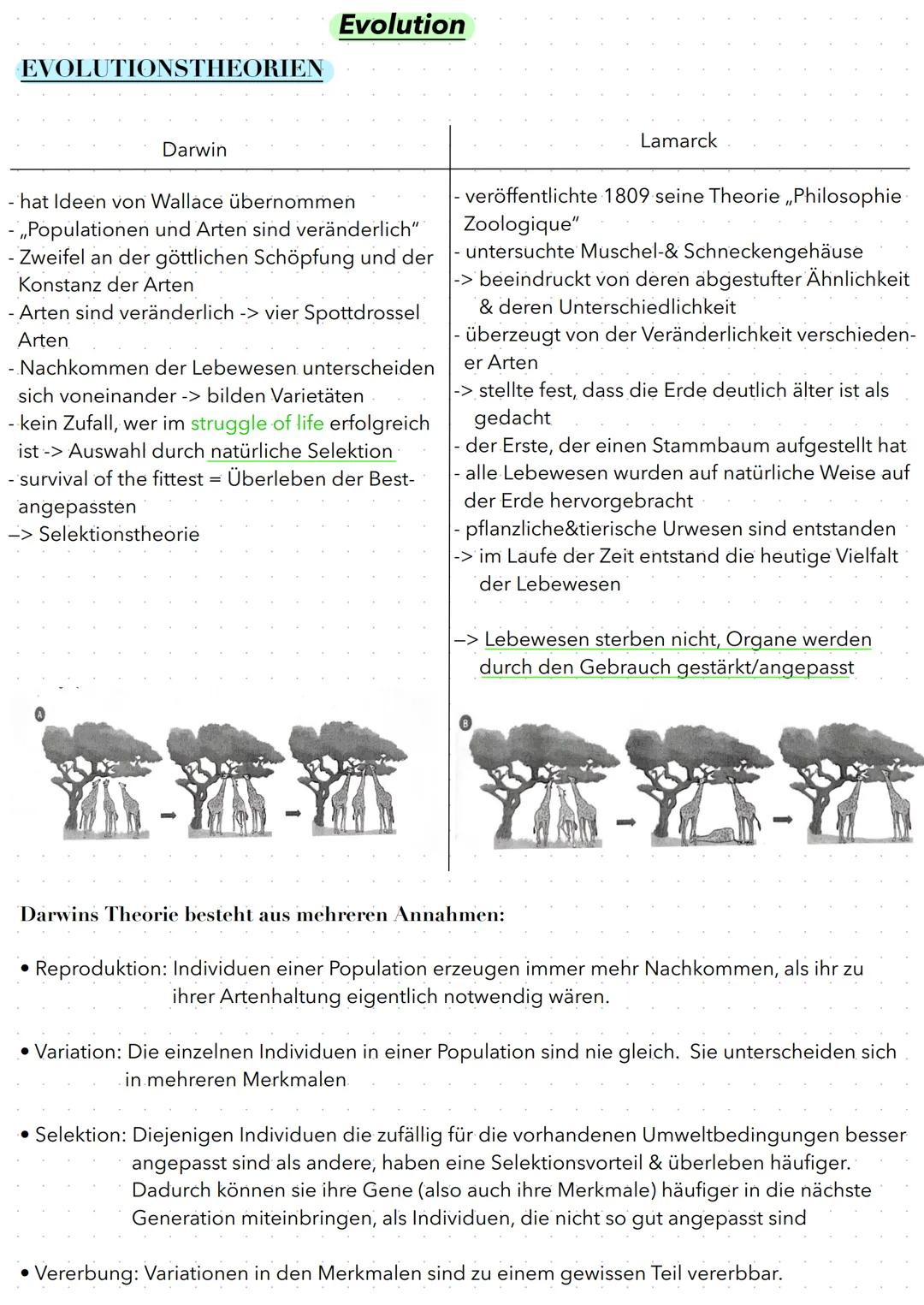 # Evolution
EVOLUTIONSTHEORIEN
Darwin
- hat Ideen von Wallace übernommen
- „Populationen und Arten sind veränderlich"
- Zweifel an der gö
