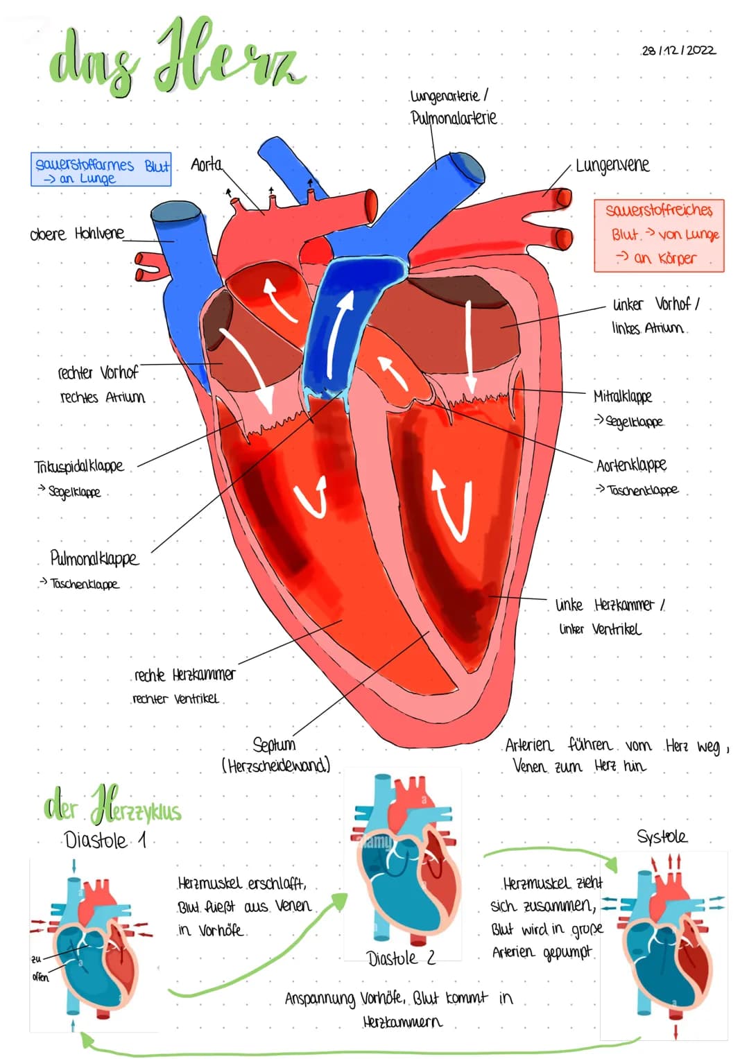 # das Herz
28/12/2022
Lungenarterie /
Pulmonalarterie
sauerstoffarmes Blut
-> an Lunge
Aorta
obere Hohlvene
rechter Vorhof
rechtes Atri