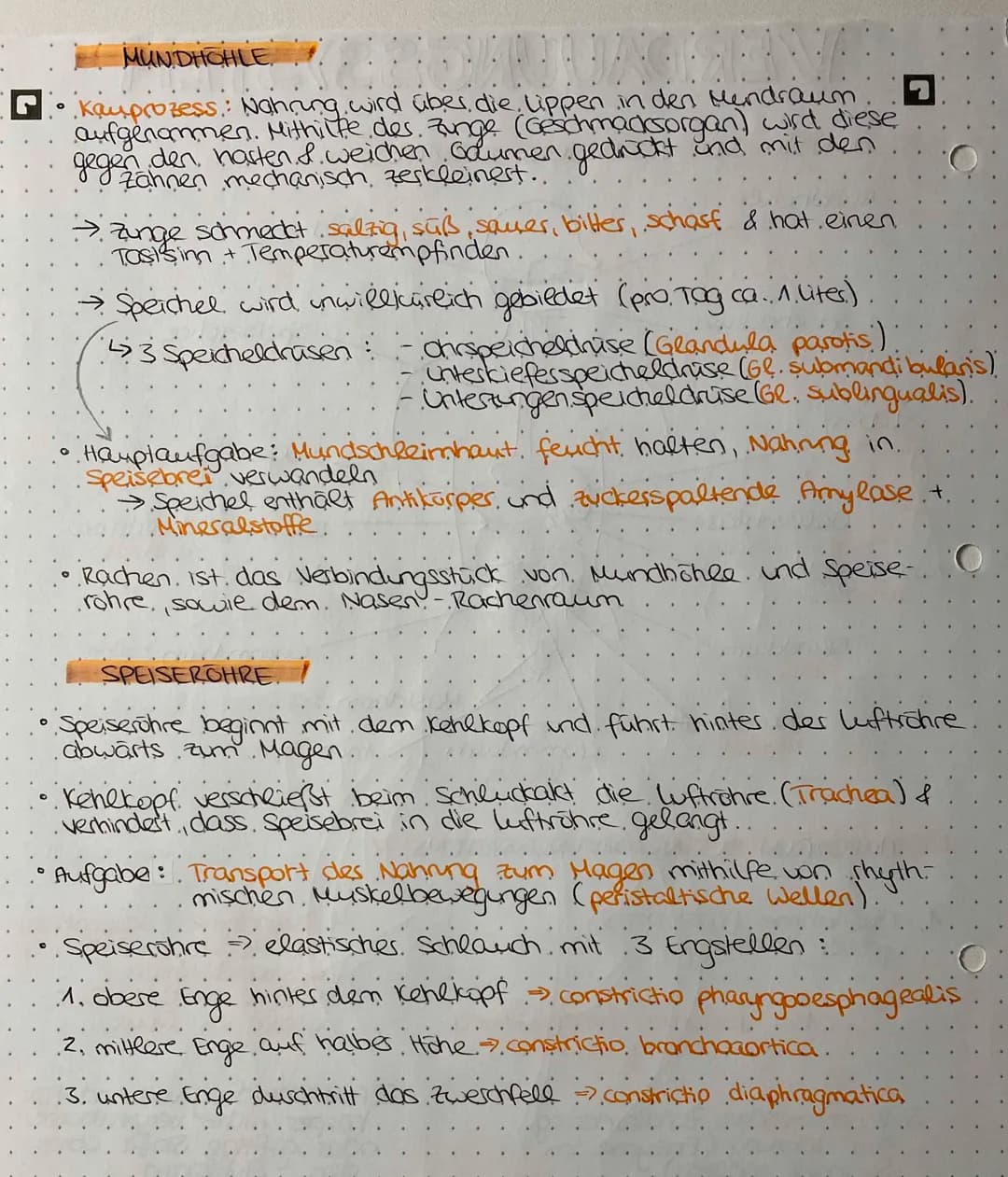 Verdauungstrakt – Seite 2