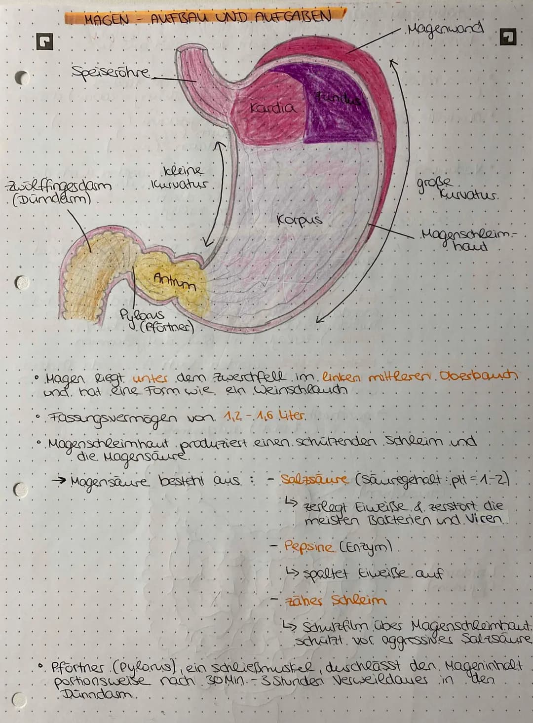 Verdauungstrakt – Seite 4