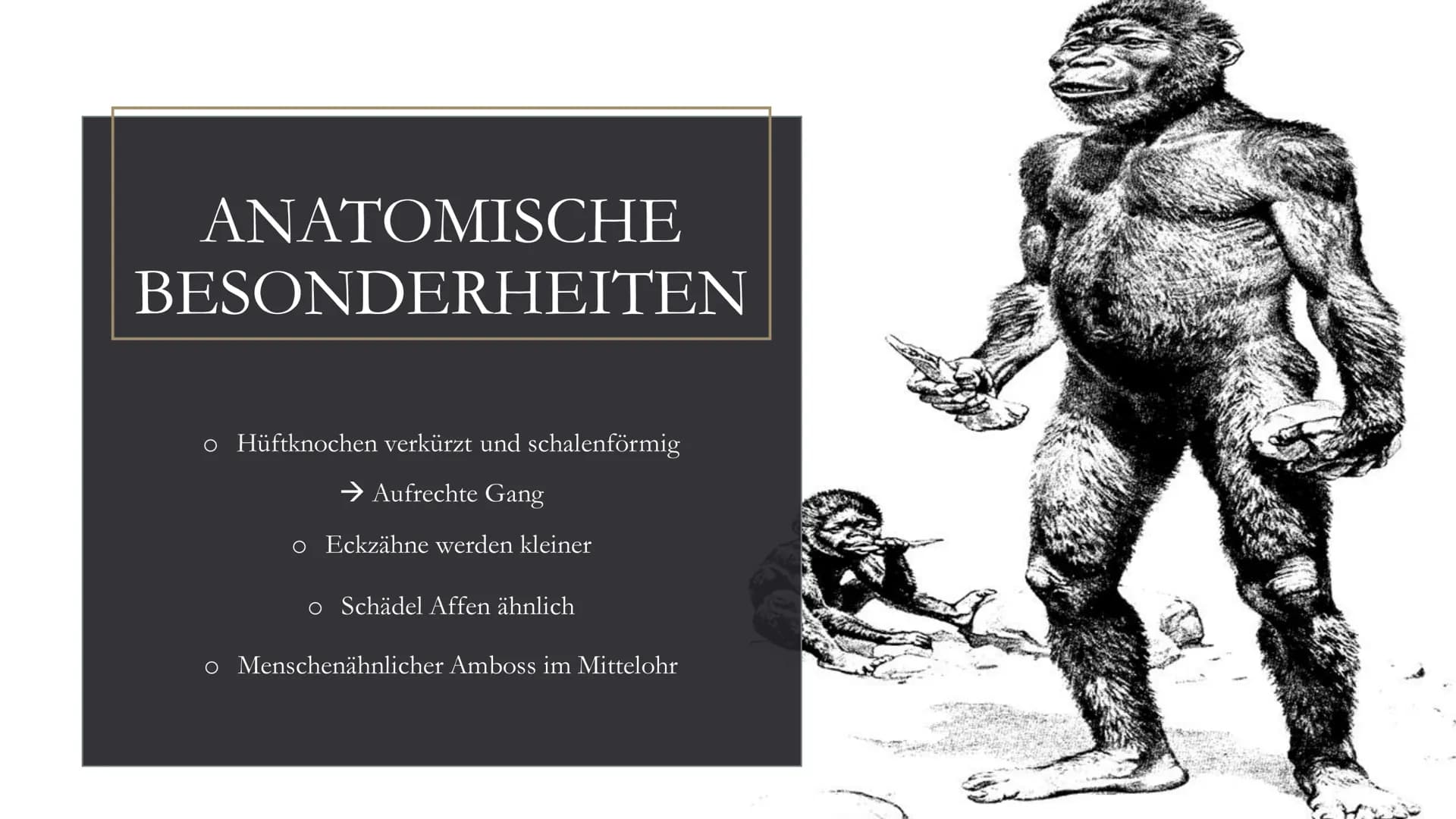 <h2>Die Entwicklung des Menschen in der Geschichte der Klasse 5</h2>
<p>Die menschliche Evolution ist ein faszinierendes Thema, das Kinder