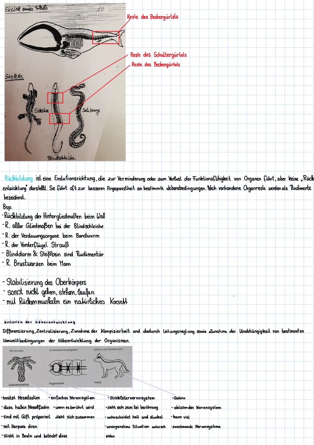# Skelett eines Wals
AO
- Reste des Beckengürtels
- Reste des Schultergürtels
- Reste des Beckengürtels
## Skelette
Eidechse
Schlange
Blin