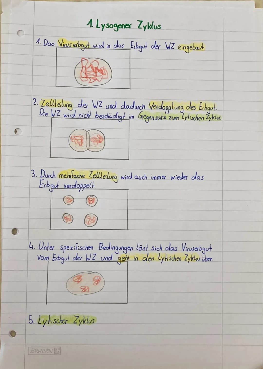 # 1. Lysogener Zyklus
1. Das Virus erbgut wird in das Erbgut der WZ eingebaut
2. Zellteilung der WZ und dadurch Verdopplung des Erbgut.
Die