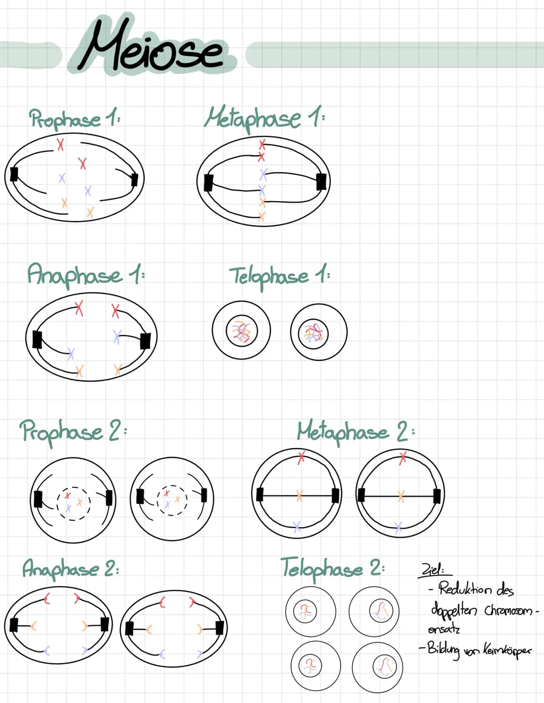# Meiose
## Prophase 1:
X
X
## Metaphase 1:
## Anaphase 1:
## Telophase 1:
X
## Prophase 2:
## Metaphase 2:
## Anaphase 2:
## Telophase 2:
Z