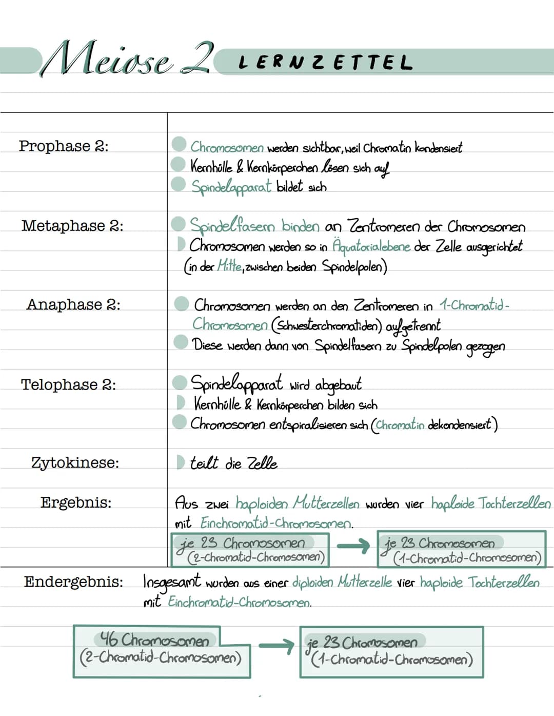 # Meiose
## Prophase 1:
X
X
## Metaphase 1:
## Anaphase 1:
## Telophase 1:
X
## Prophase 2:
## Metaphase 2:
## Anaphase 2:
## Telophase 2:
Z