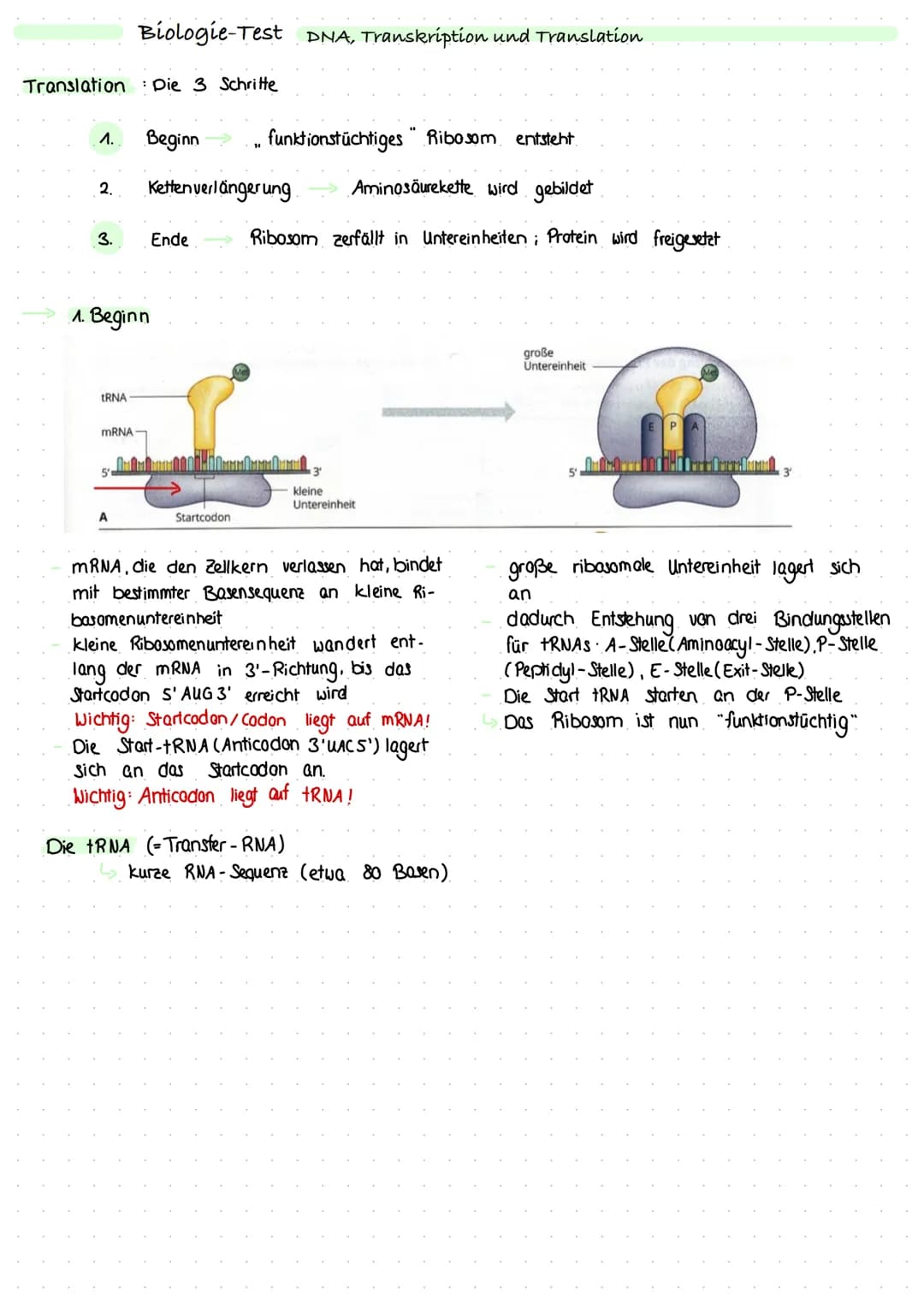 <p>Die DNA (Desoxyribonucleinacid) ist eine fädige Struktur, welche die Erbinformationen eines Lebewesens enthält. Sie besteht aus aneinand