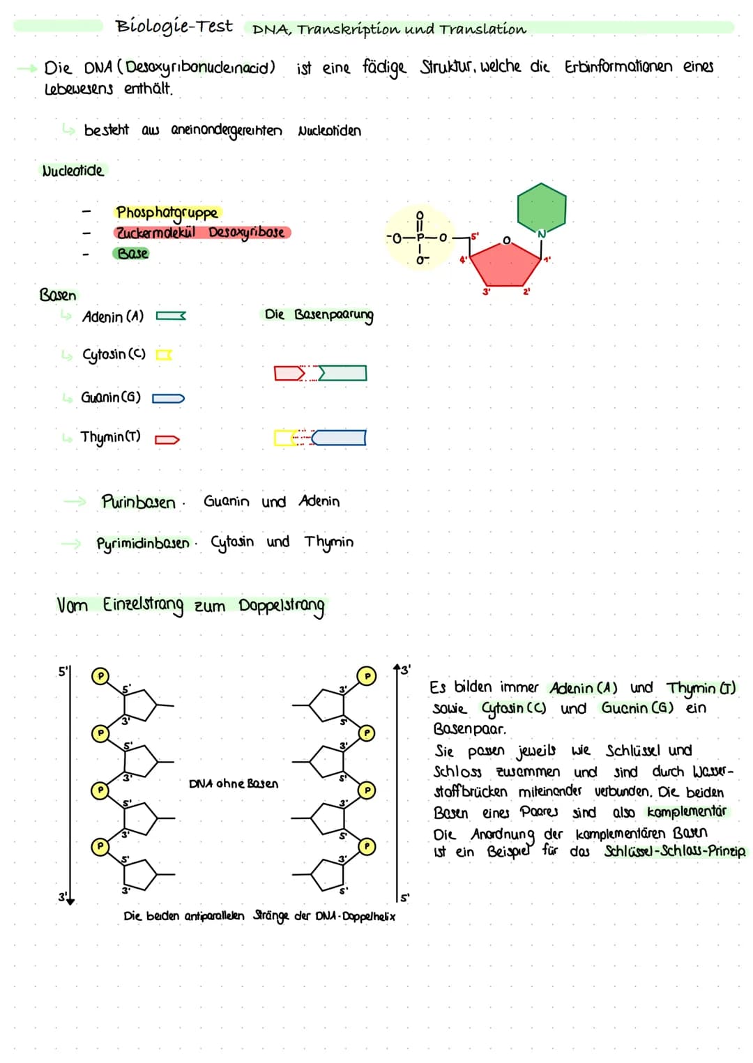 <p>Die DNA (Desoxyribonucleinacid) ist eine fädige Struktur, welche die Erbinformationen eines Lebewesens enthält. Sie besteht aus aneinand