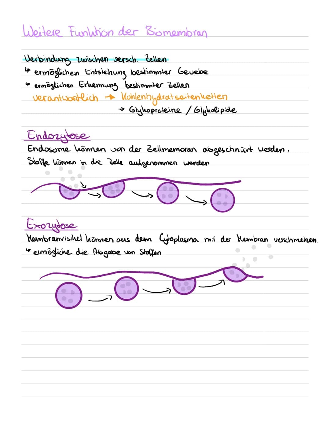 # Einfluss von Enzymen auf den Reaktionsverlauf
- Stabiliesierung des Übergangszustandes
- dadurch: Senkung der Aktivierungsenergie
## R