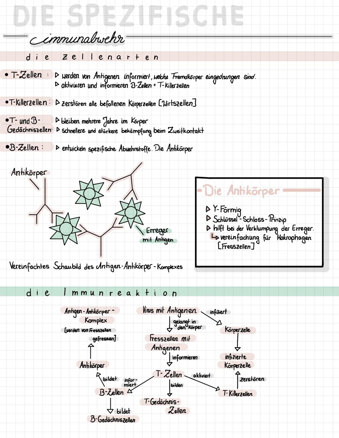 DIE SPEZIFISCHE
immunabwehr
die
• T-Zellen
werden von Antigenen informiert, welche Fremdkörper eingedrungen sind.
▷ aktivieren und informier