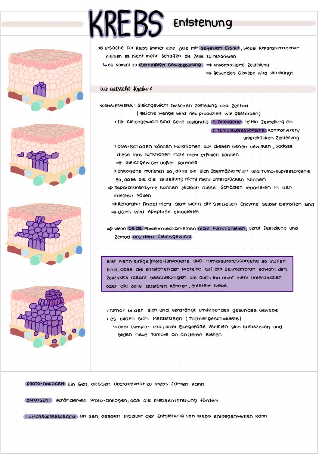 KREBS Entstehung
ursache für Krebs immer eine Zelle mit deffektem Erbgut, wobei Reparaturmecna-
nismen es nicht mehr Schaffen die Zelle zu r