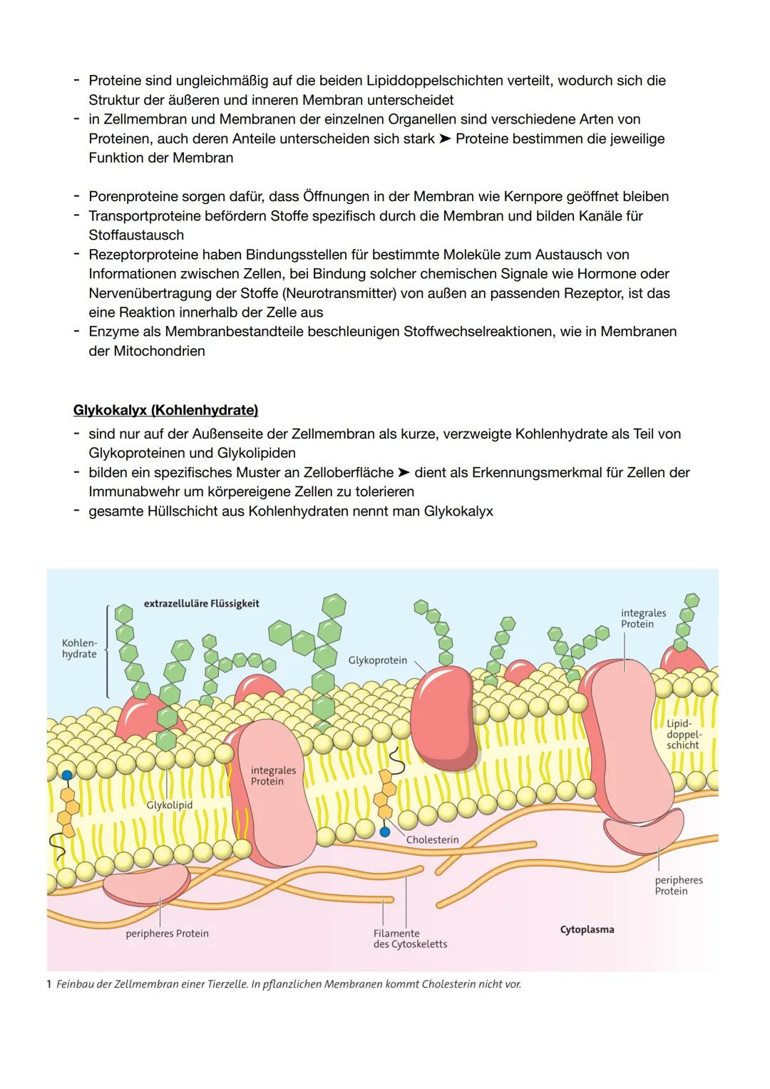 Modellvorstellung der Biomembran
Flüssig-Mosaik-Modell der Biomembran
- Membran besteht aus zähflüssiger Lipiddoppelschicht, in
der Proteine