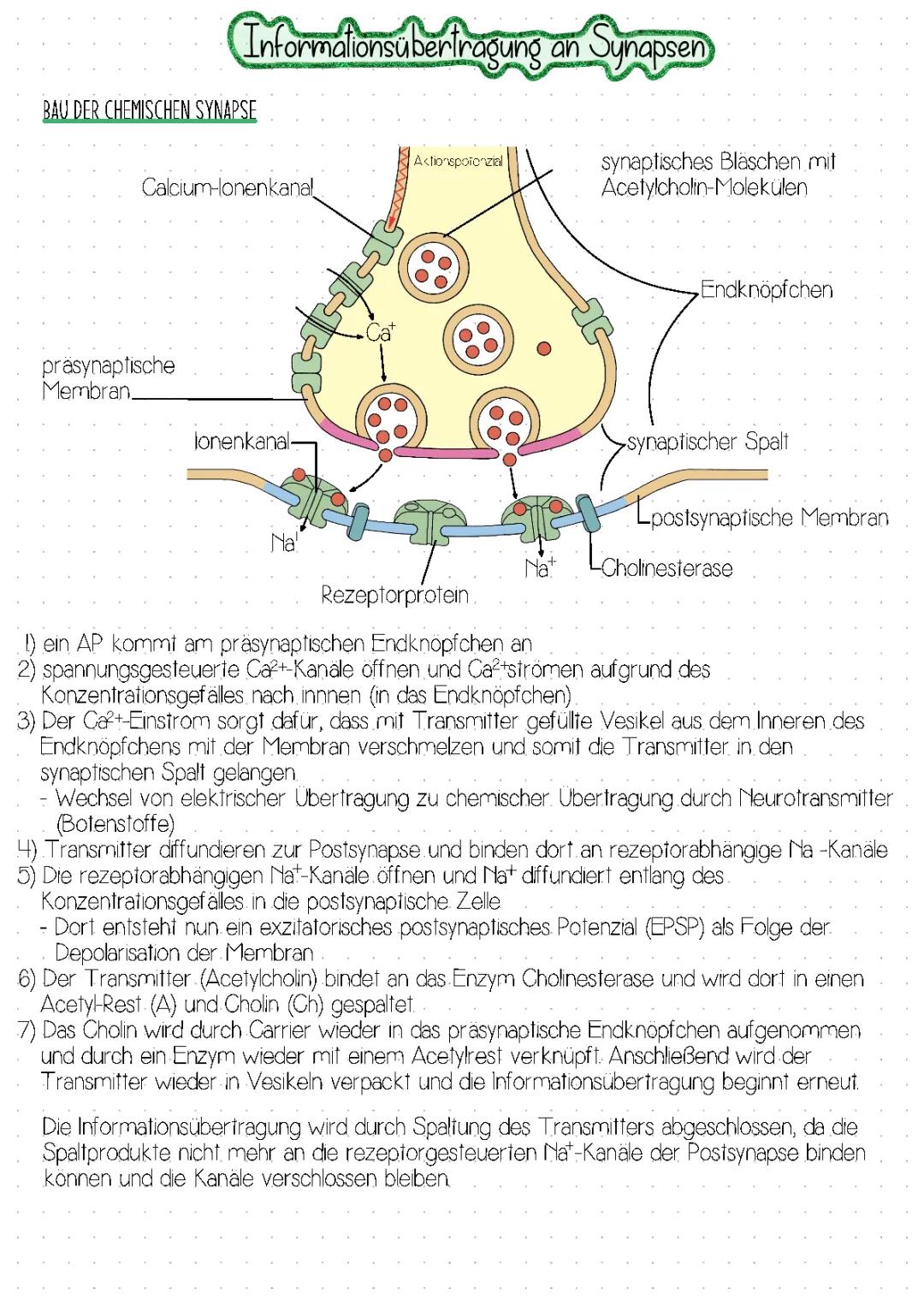 Informationsübertragung an Synapsen
