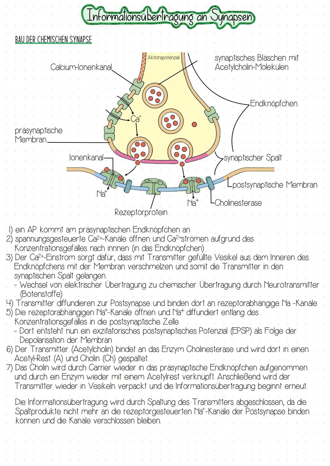 BAU DER CHEMISCHEN SYNAPSE
Informationsübertragung an Synapsen
präsynaptische
Membran.
Calcium-lonenkanal
lonenkanal-
-
Nat
Aktionspotenzial