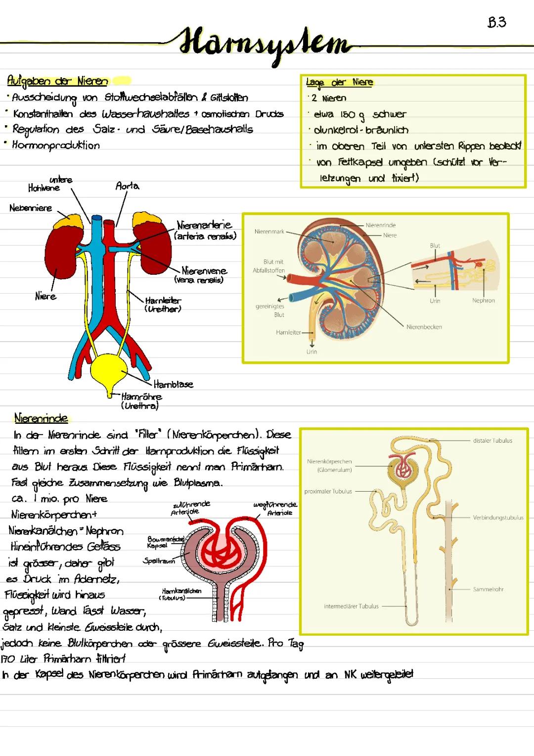 Harnsystem und Ausscheidung