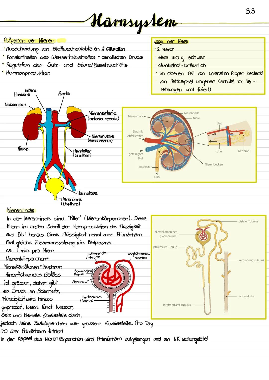 Aufgaben der Nieren
• Ausscheidung von Stoffwechselabfällen & Gittstoffen
Konstanthalten des Wasserhaushaltes + osmotischen Drucks
Regulatio