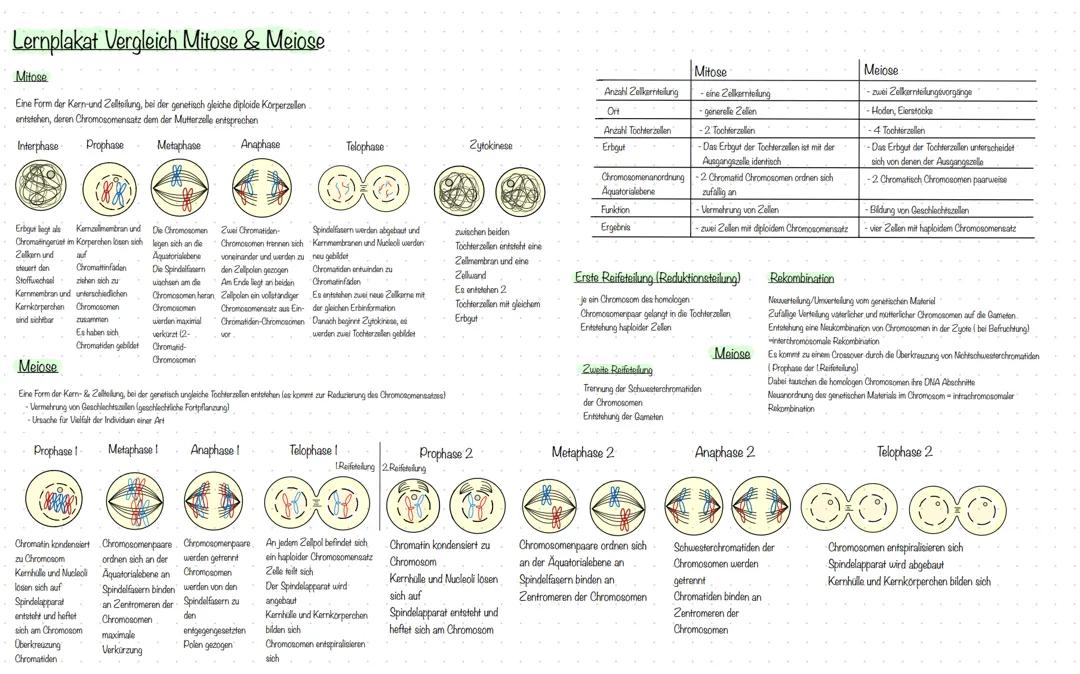 Vergleich Mitose und Meiose