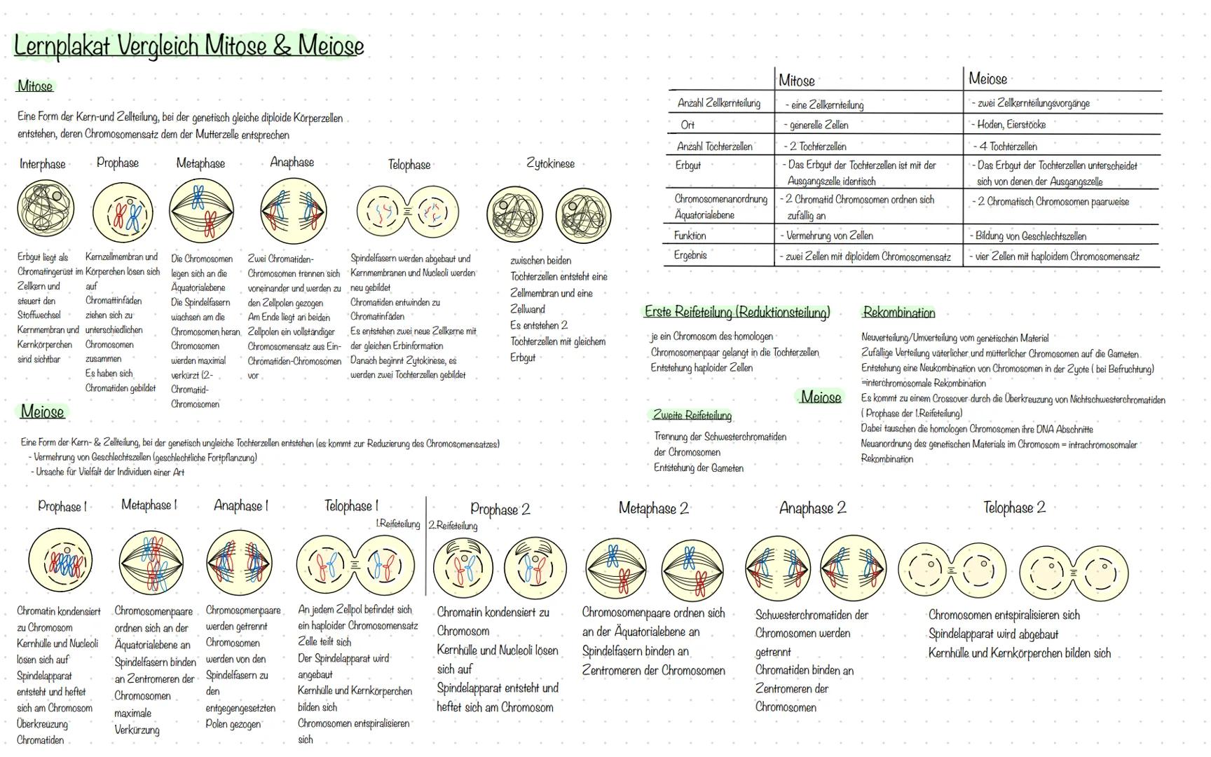 # Lernplakat Vergleich Mitose & Meiose
Mitose
Eine Form der Kern-und Zellteilung, bei der genetisch gleiche diploide Körperzellen
entstehe
