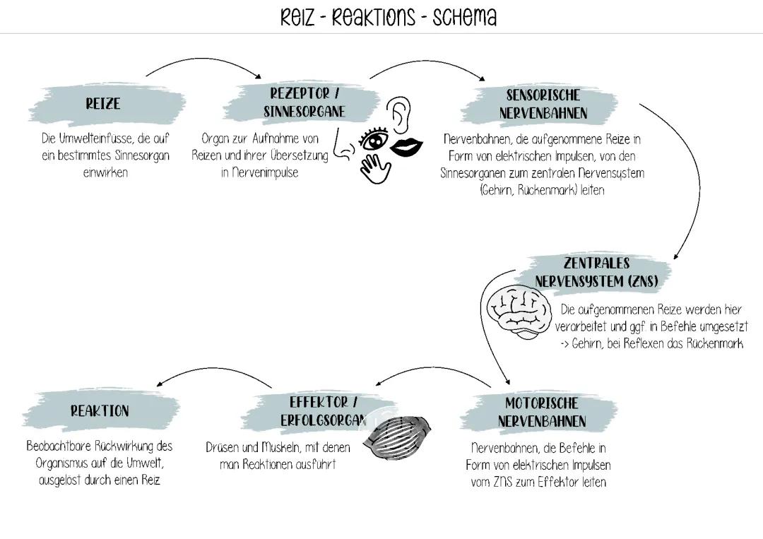 Reiz-Reaktions-Schema