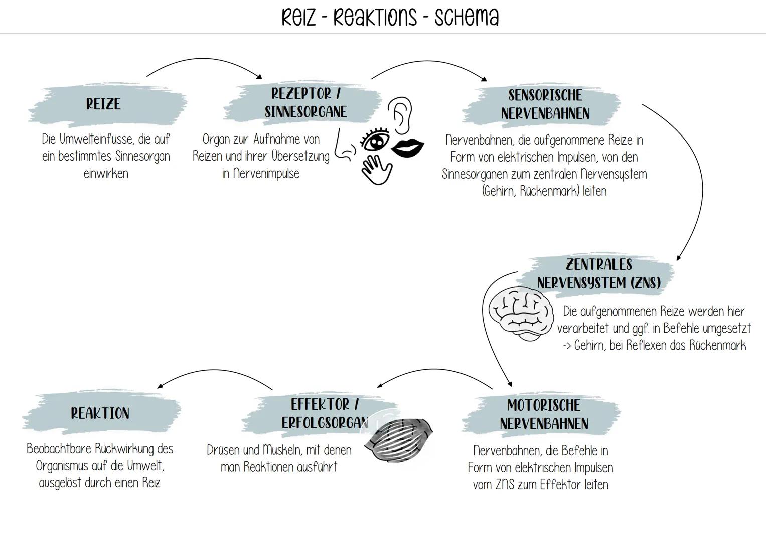 REIZE
Die Umwelteinfüsse, die auf
ein bestimmtes Sinnesorgan
einwirken
REAKTION
Beobachtbare Rückwirkung des
Organismus auf die Umwelt,
ausg