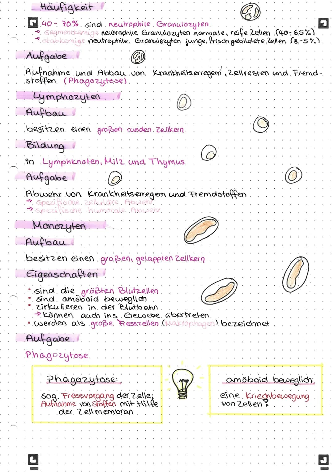 ## Häufigkeit
GD
G40-70% sind neutrophile Granulozyten.
* segmentkernige newtrophile Granulozyten normale, reife Zellen (40-6.5%)
* shabkera