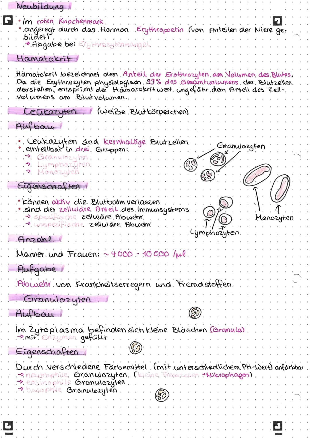 ## Häufigkeit
GD
G40-70% sind neutrophile Granulozyten.
* segmentkernige newtrophile Granulozyten normale, reife Zellen (40-6.5%)
* shabkera