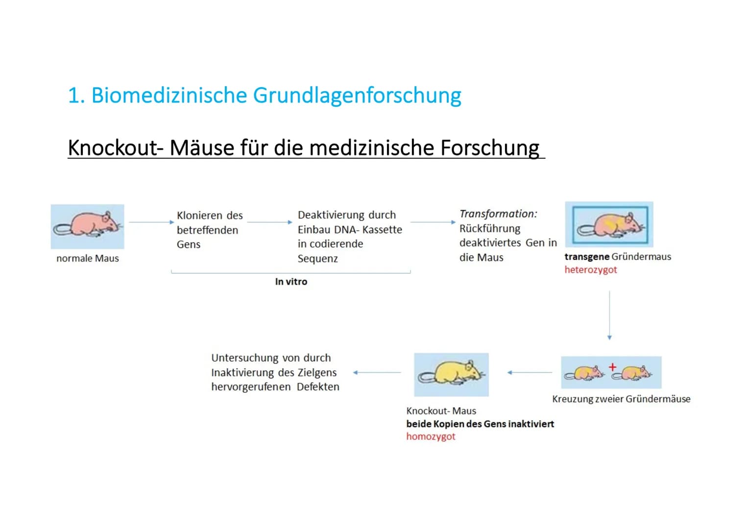 Gentechnik in der Medizin
Name # Allgemeines
* Jährlich sterben Millionen Menschen an Krankheiten, die bis heute unheilbar sind (Parkinson,