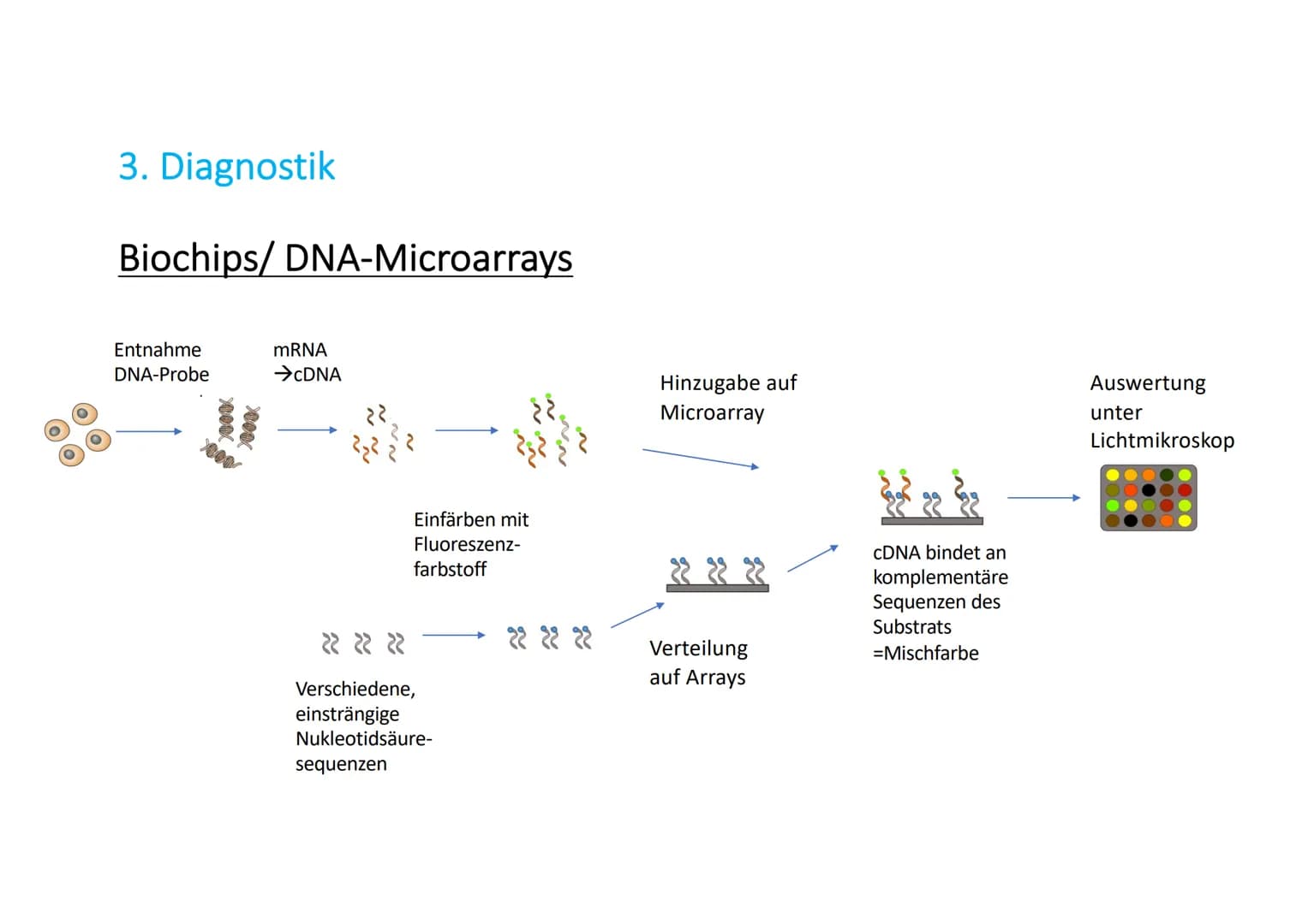 Gentechnik in der Medizin
Name # Allgemeines
* Jährlich sterben Millionen Menschen an Krankheiten, die bis heute unheilbar sind (Parkinson,