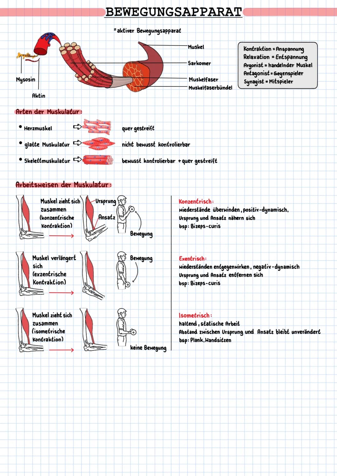 # BEWEGUNGSAPPARAT
Motorische Endplatte:
Axon
Aktionspotenzial
Calcium ionenkanal
A = Acetation
Ch = Cholin
ACh = Acetylcholin
$Ca^{2+