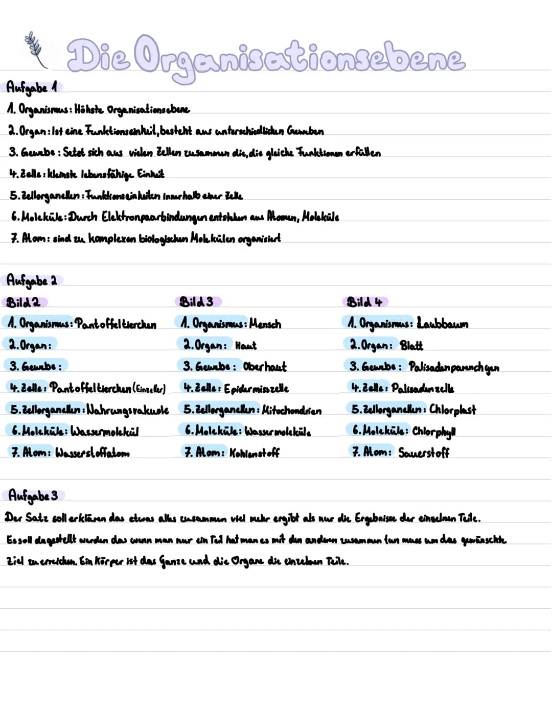 # Die Organisationsebenen
Organismus
Organ
Gewebe
Zellen
Zellorganellen
Moleküle
Atome
1 Die Organisationsebenen des Menschen
2 Pantoffeltie