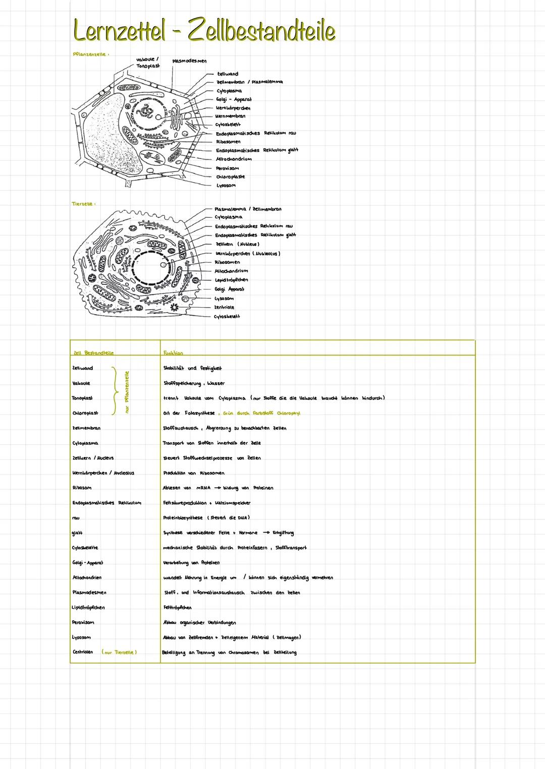 # Lernzettel-Zellbestandteile
Pflanzenzese
vakoule/
Tonoplast
Plasmodes men
tellwand
Tiersese
Cyloplasma
Golgi Apparat
kemuörperchen