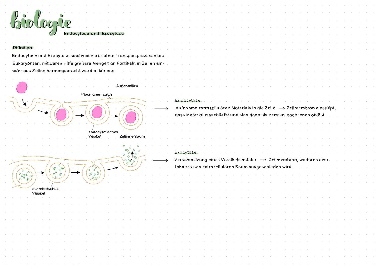 biologie
Difinition
Endocytose und Exocytose sind weit verbreitete Transportprozesse bei
Eukaryonten, mit deren Hilfe gräßere Mengen an Part