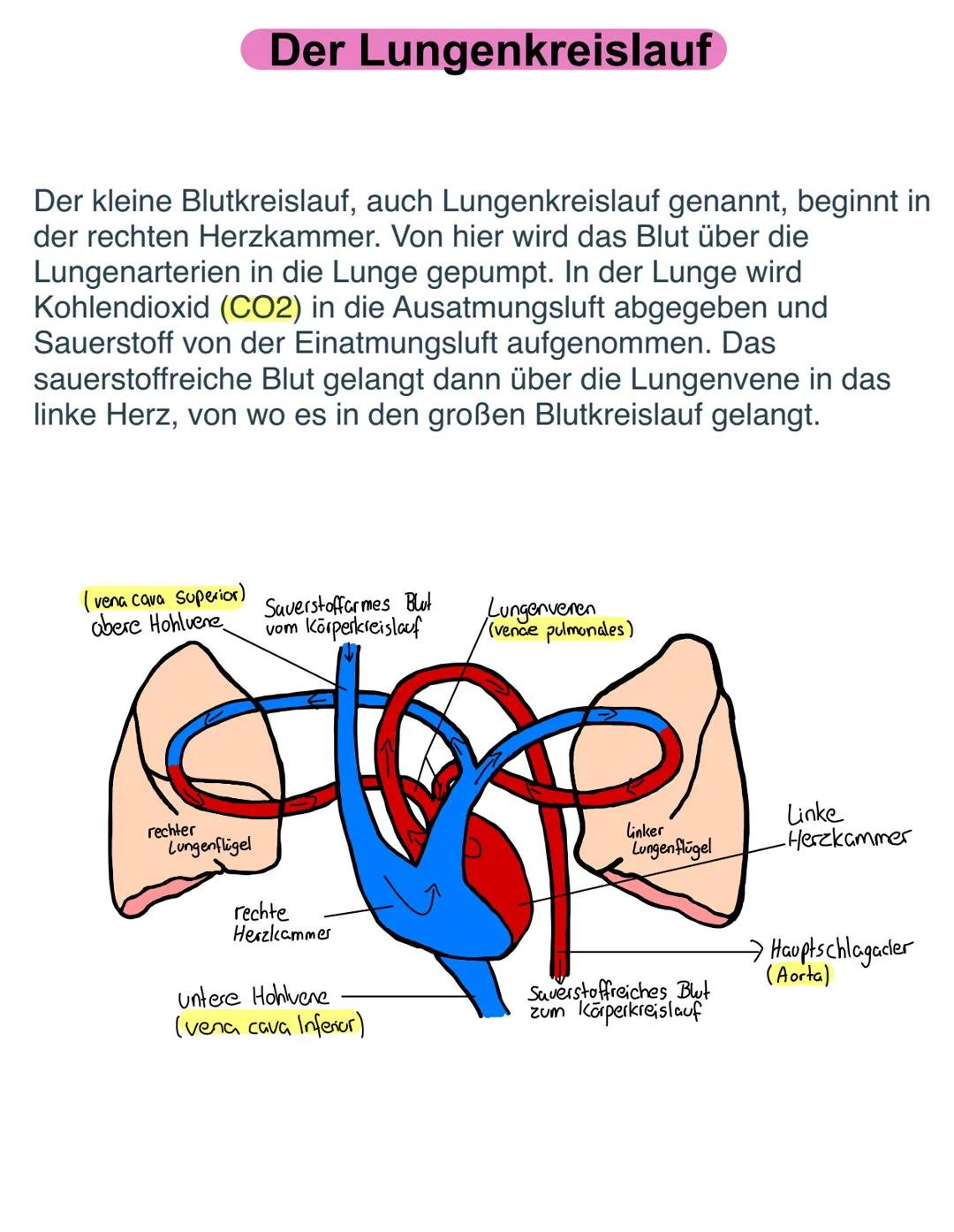 Der Körperkreislauf
Der große Blutkreislauf funktioniert so: Zuerst strömt das Blut
aus dem linken Herz durch die Aorta (die Hauptschlagader