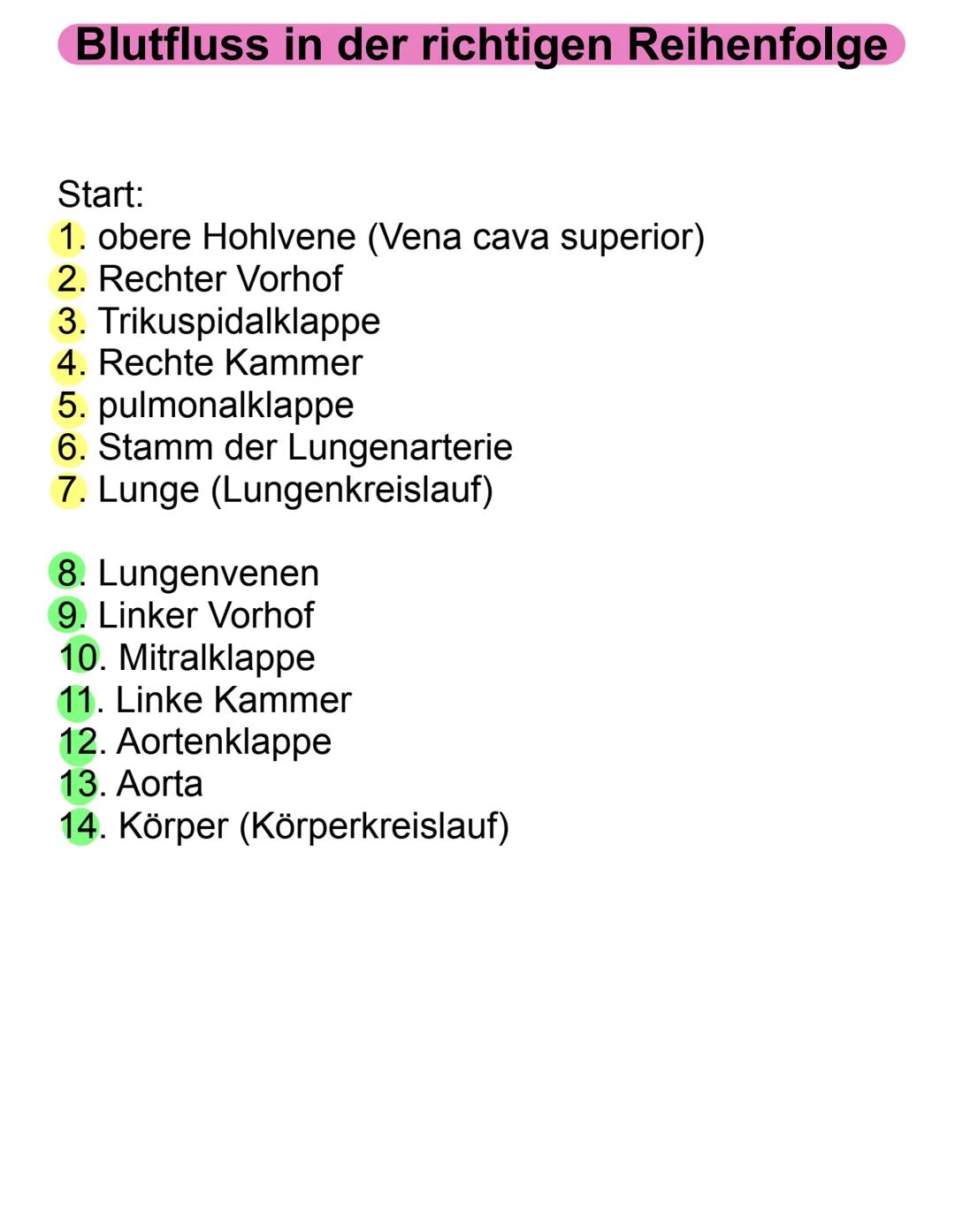 Der Körperkreislauf
Der große Blutkreislauf funktioniert so: Zuerst strömt das Blut
aus dem linken Herz durch die Aorta (die Hauptschlagader
