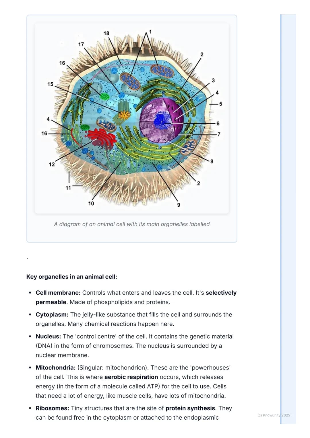 # The Cell: Basic Unit of Life
An introduction to the cell
The cell is the smallest, most basic unit of life. All living things, from tiny