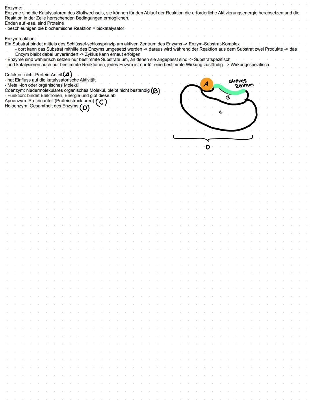 Substratspezifität: Jedes Enzym katalysiert nur eine ganz bestimmte Reaktion. Es kann nur Substrate zu Produkte umwandeln die an sie angepa