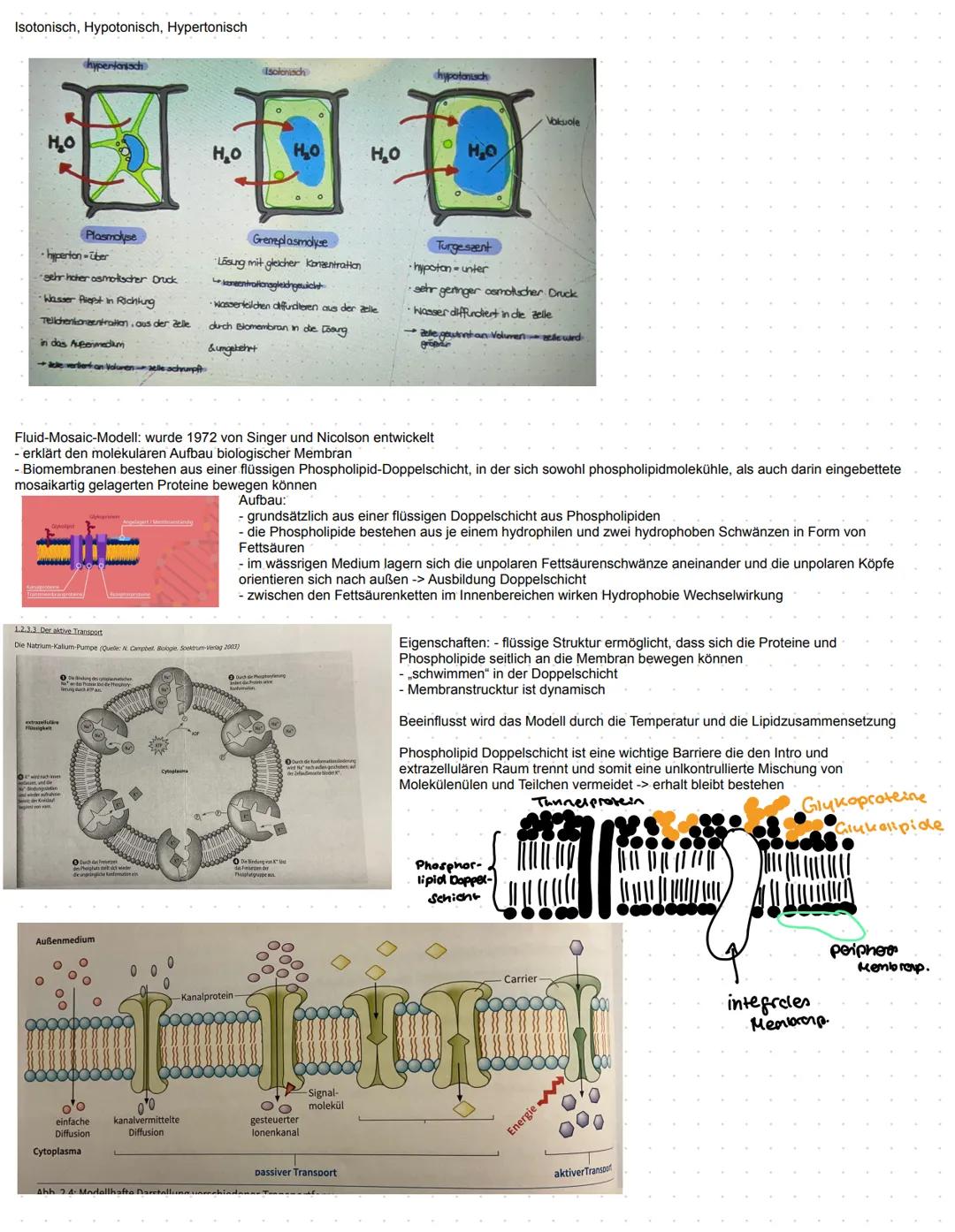 Substratspezifität: Jedes Enzym katalysiert nur eine ganz bestimmte Reaktion. Es kann nur Substrate zu Produkte umwandeln die an sie angepa