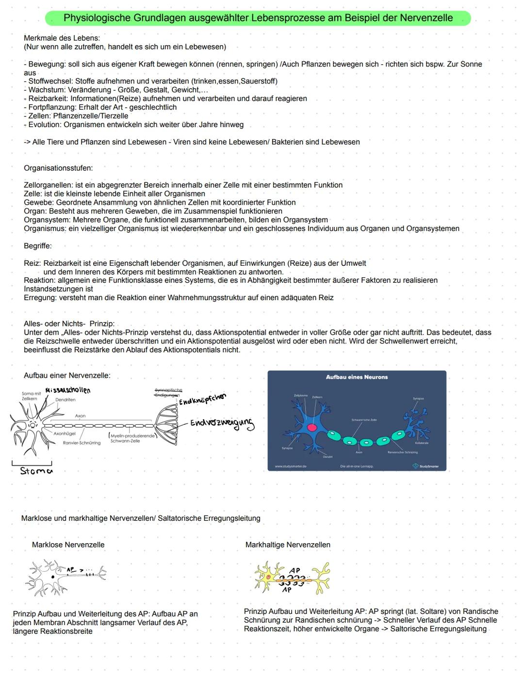 Substratspezifität: Jedes Enzym katalysiert nur eine ganz bestimmte Reaktion. Es kann nur Substrate zu Produkte umwandeln die an sie angepa
