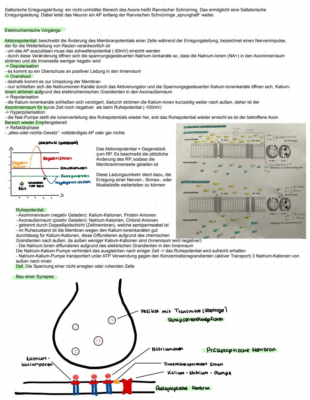 Substratspezifität: Jedes Enzym katalysiert nur eine ganz bestimmte Reaktion. Es kann nur Substrate zu Produkte umwandeln die an sie angepa
