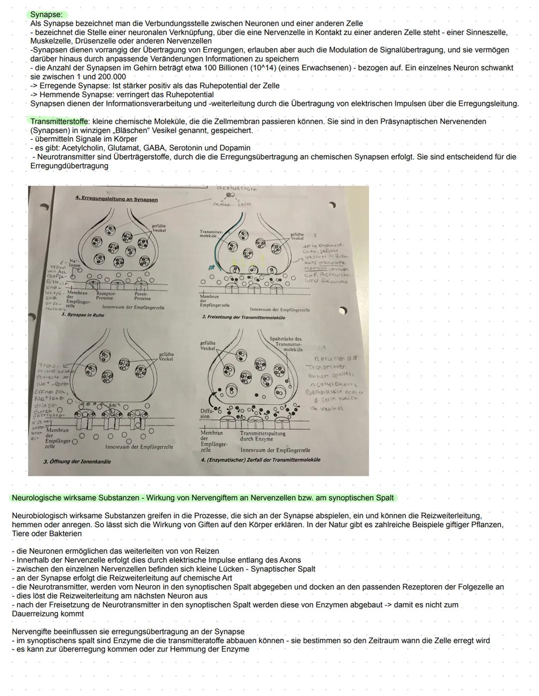 Substratspezifität: Jedes Enzym katalysiert nur eine ganz bestimmte Reaktion. Es kann nur Substrate zu Produkte umwandeln die an sie angepa